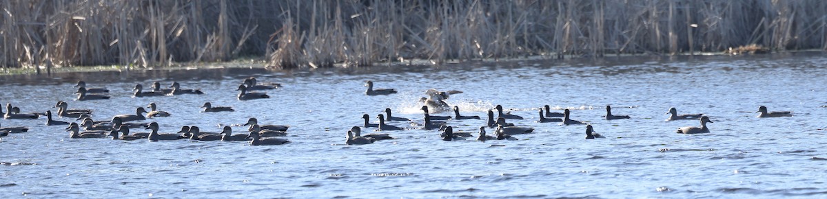 Ipar-ahatea - ML647890407