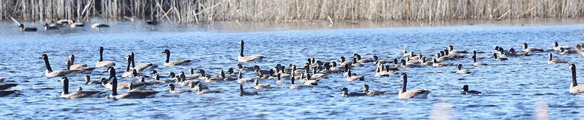 Ipar-ahatea - ML647890408