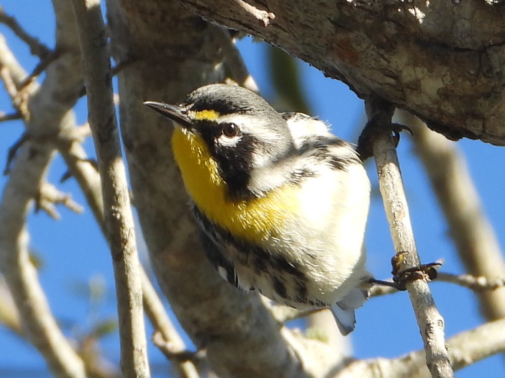 Paruline à gorge jaune - ML647890453