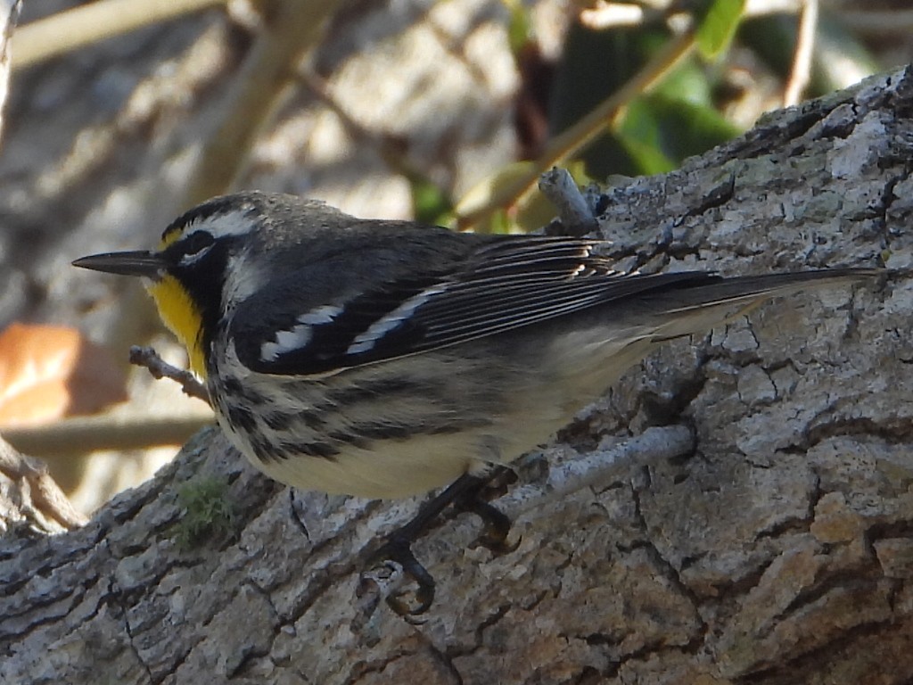 Paruline à gorge jaune - ML647890454