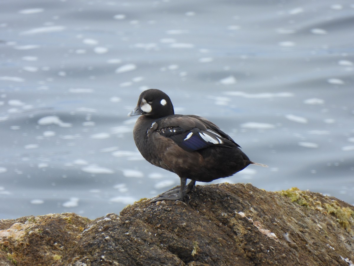 Ahate arlekina - ML647890455