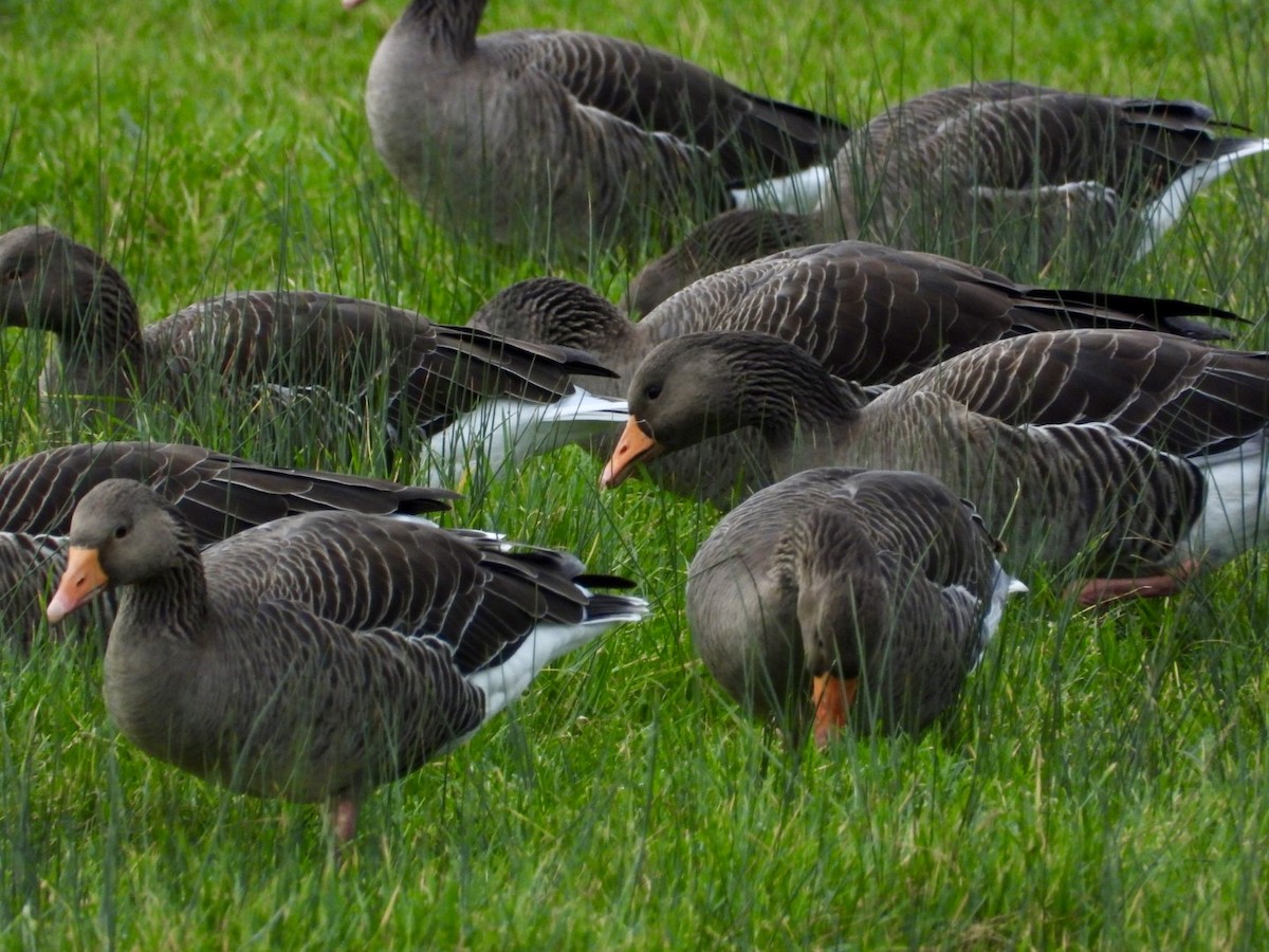 Antzara hankagorrizta - ML647890495