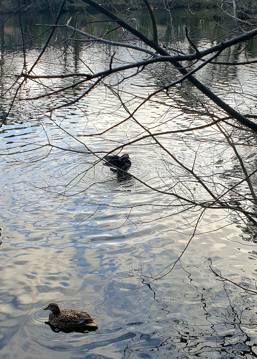 Мандаринка - ML647890504