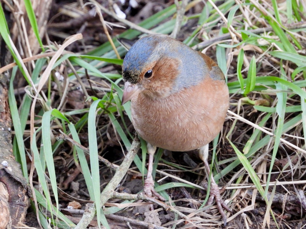 Common Chaffinch - ML647890541