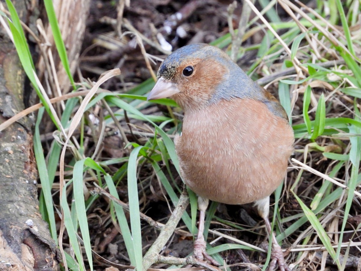 Common Chaffinch - ML647890542