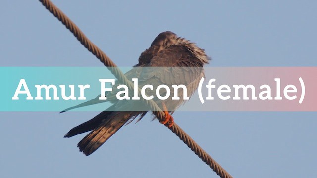 Amur Falcon - ML647890558