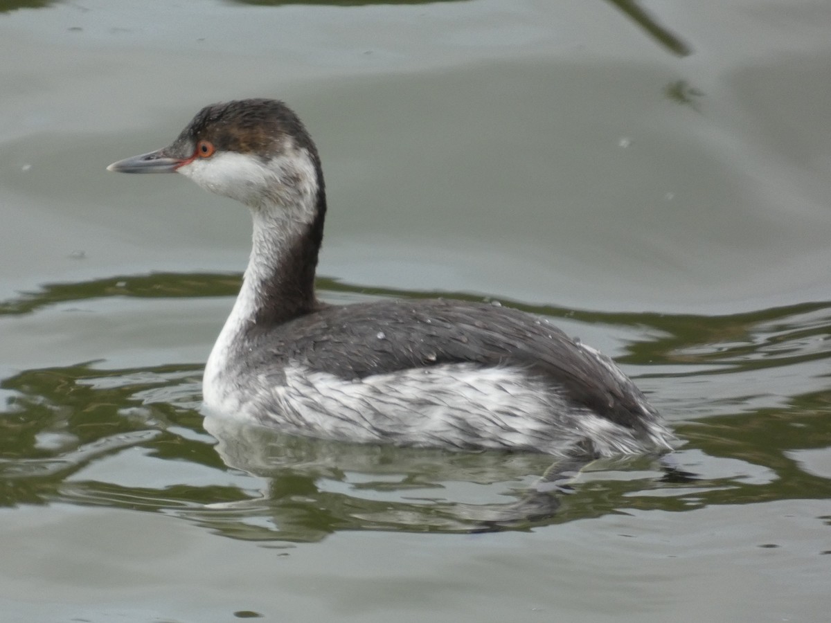 ミミカイツブリ - ML647890594