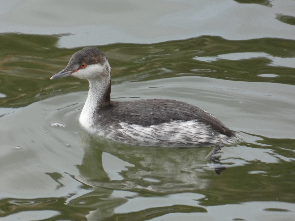 ミミカイツブリ - ML647890595