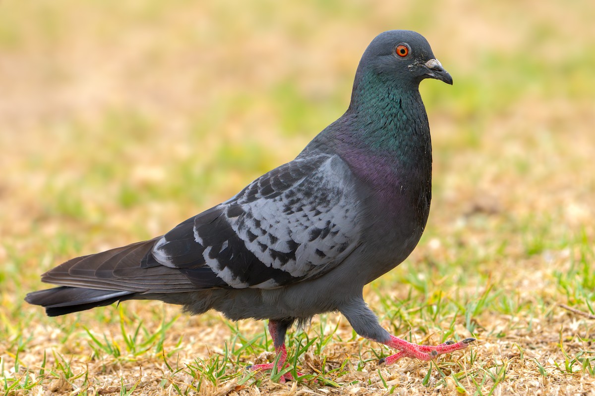 Rock Pigeon (Feral Pigeon) - ML647890634