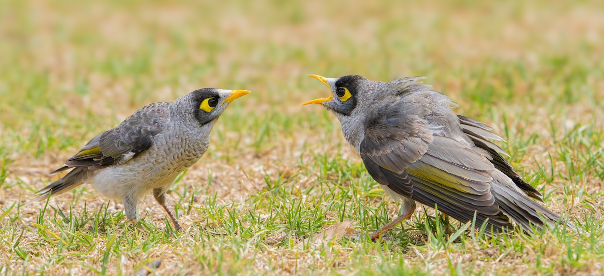 Noisy Miner - ML647890647