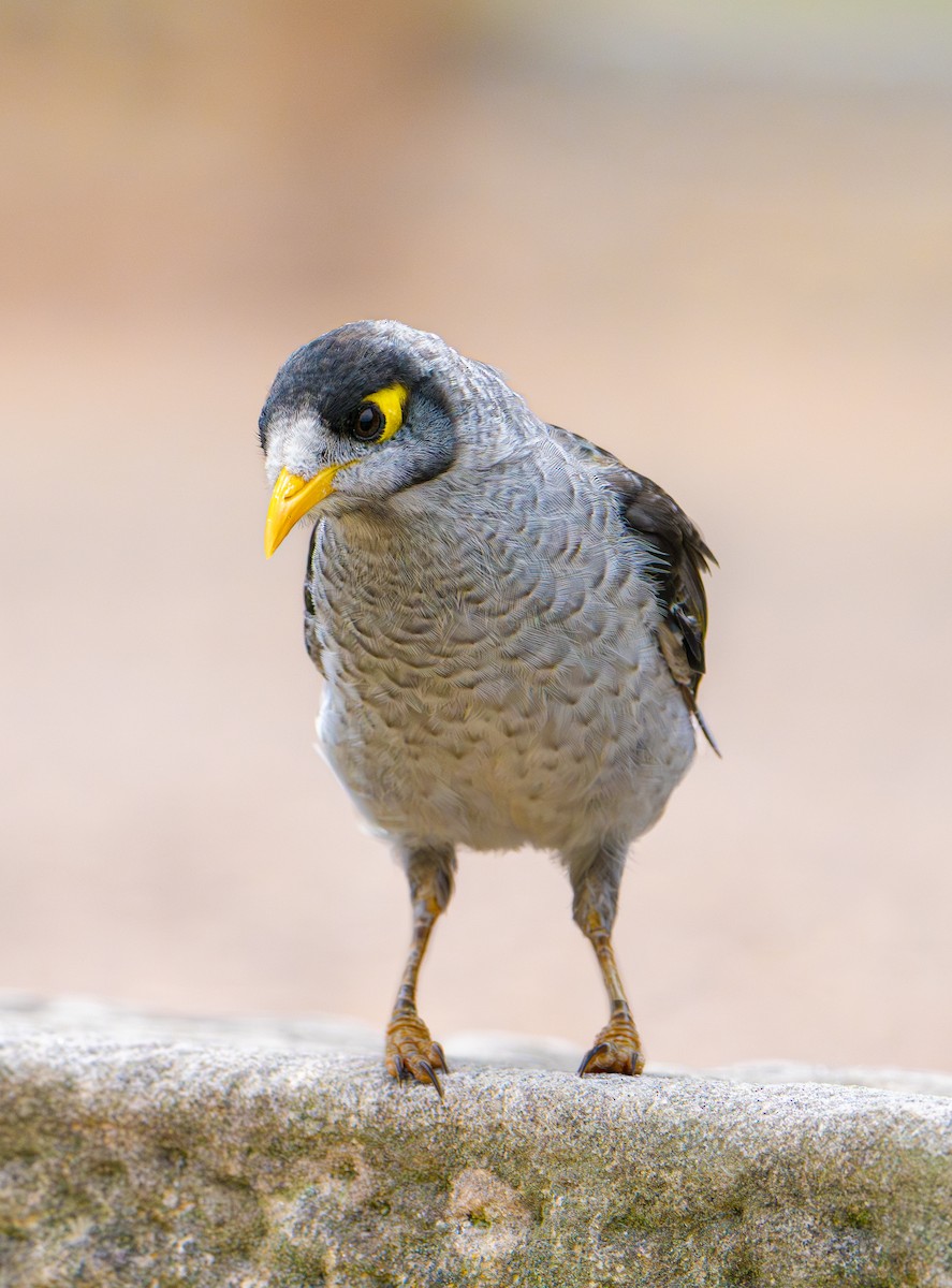Noisy Miner - ML647890648
