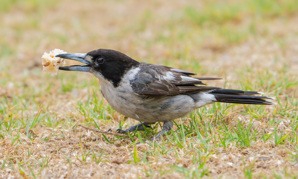 Gray Butcherbird - ML647890665
