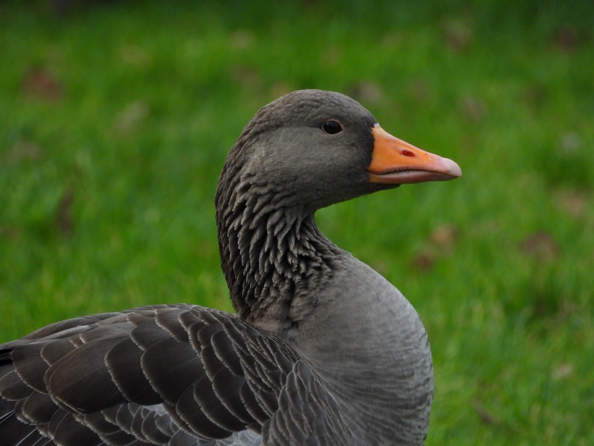 Antzara hankagorrizta - ML647890671