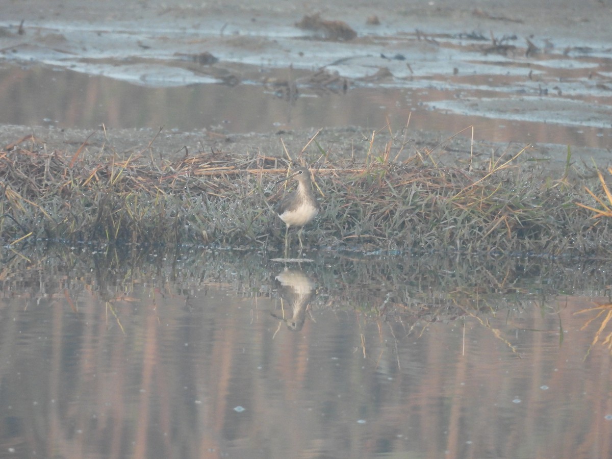 Green Sandpiper - ML647890696