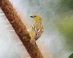 Little Weaver - ML647890697