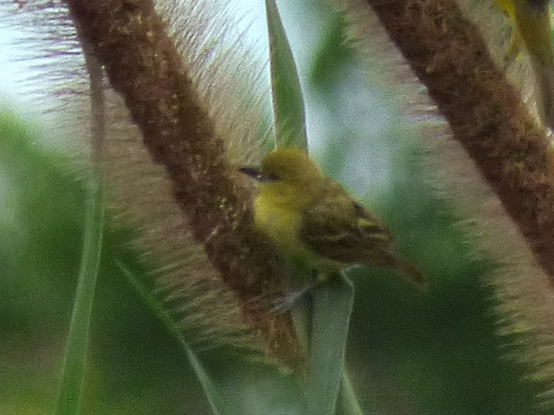 Little Weaver - ML647890698