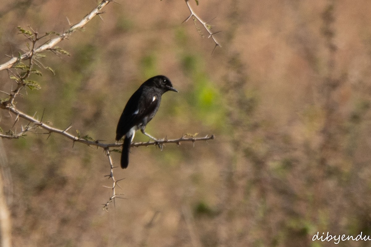 Pied Bushchat - ML647890699