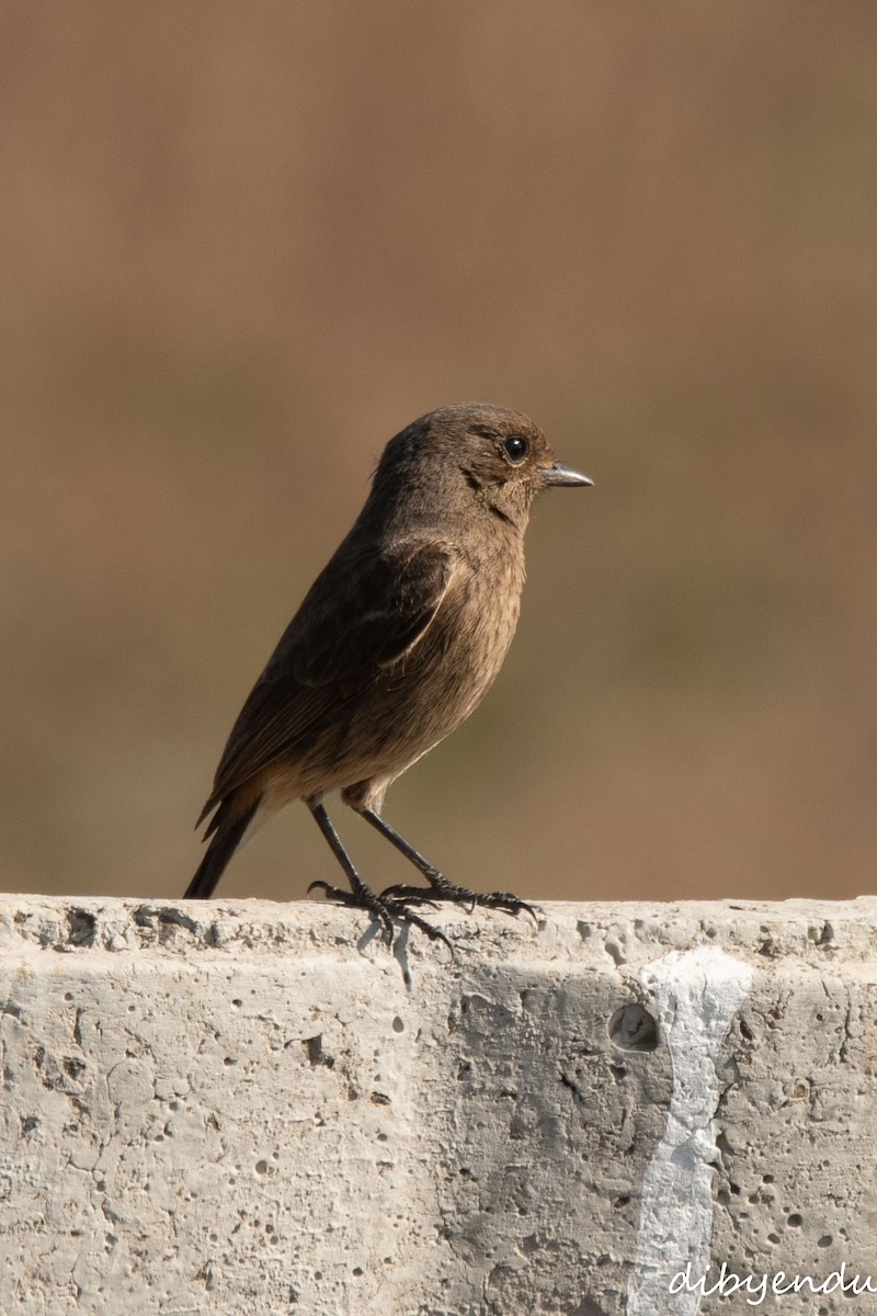 Pied Bushchat - ML647890700