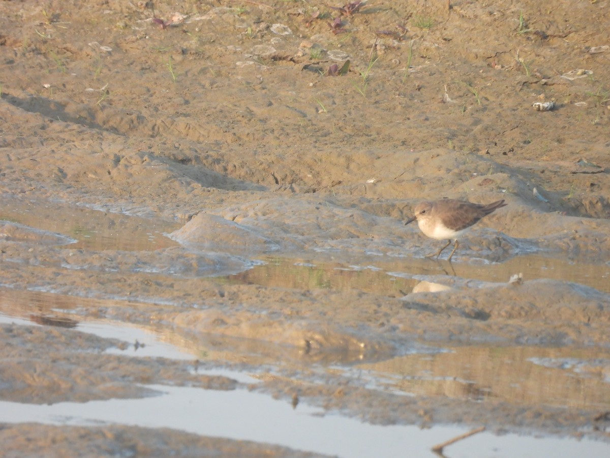 Temminck's Stint - ML647890701