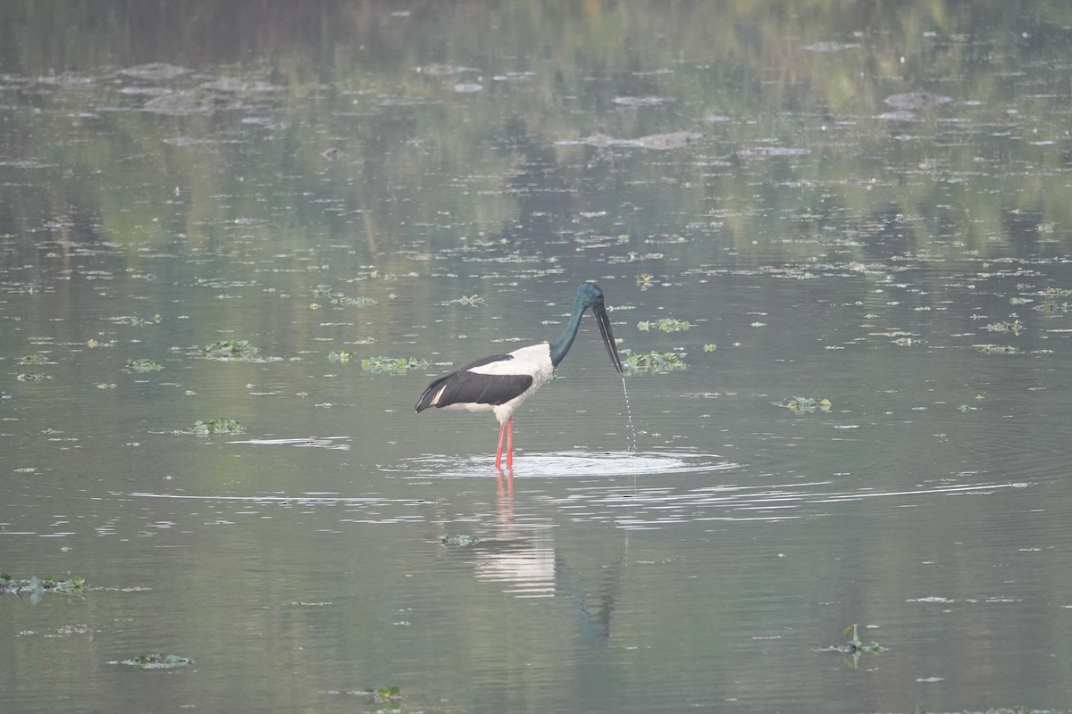 Black-necked Stork - ML647890702
