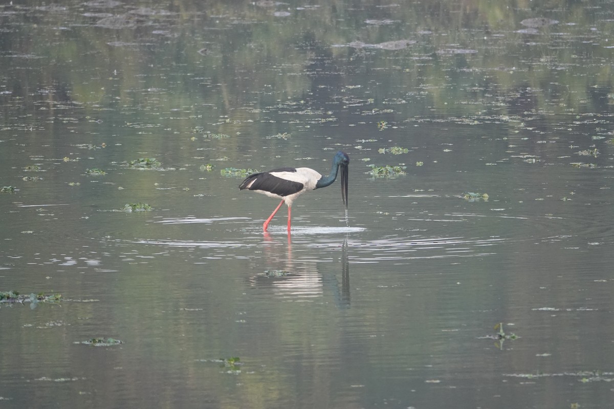 Black-necked Stork - ML647890703