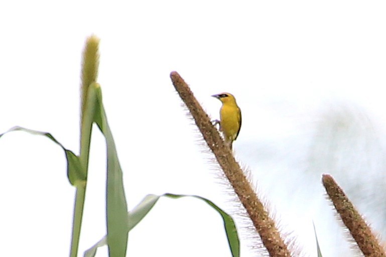 Olive-naped Weaver - ML647890704