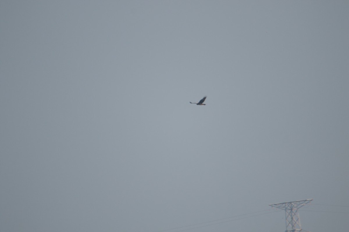 Western Marsh Harrier - ML647890705