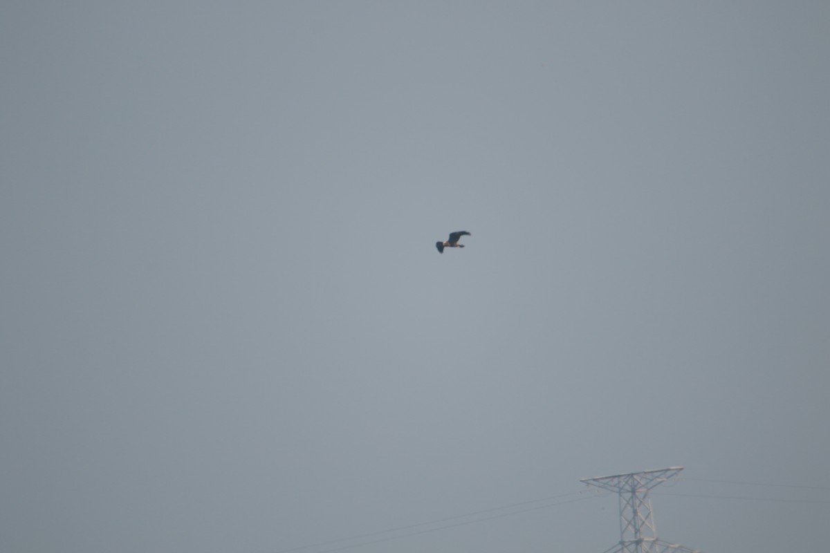 Western Marsh Harrier - ML647890706