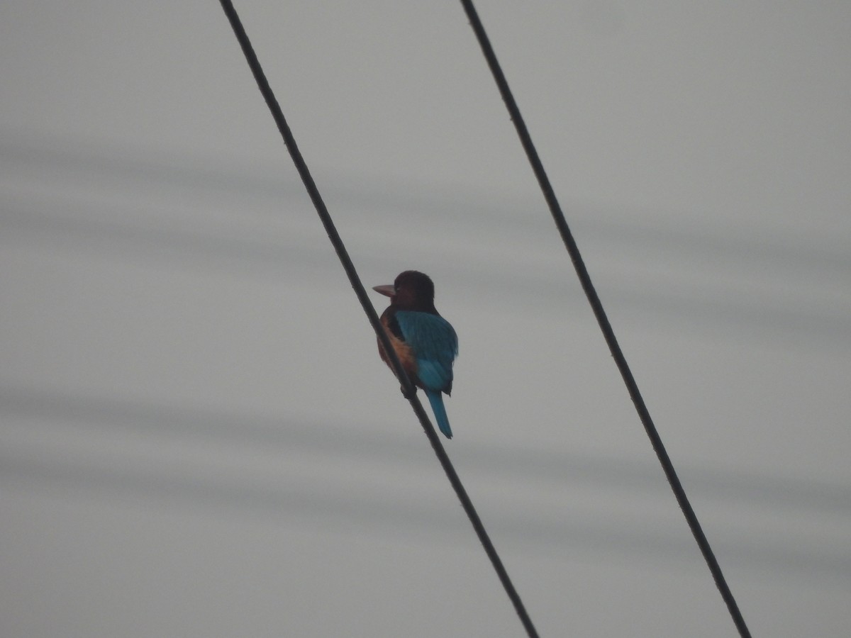 White-throated Kingfisher - ML647890707