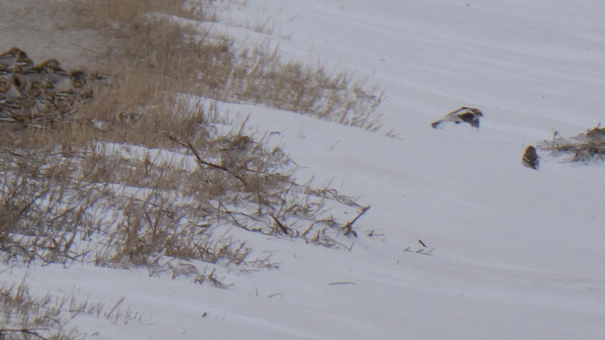 Snow Bunting - ML647890708