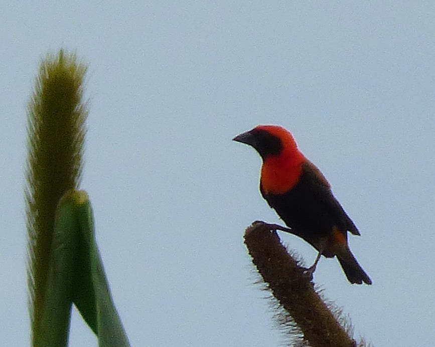 Black-winged Bishop - ML647890709