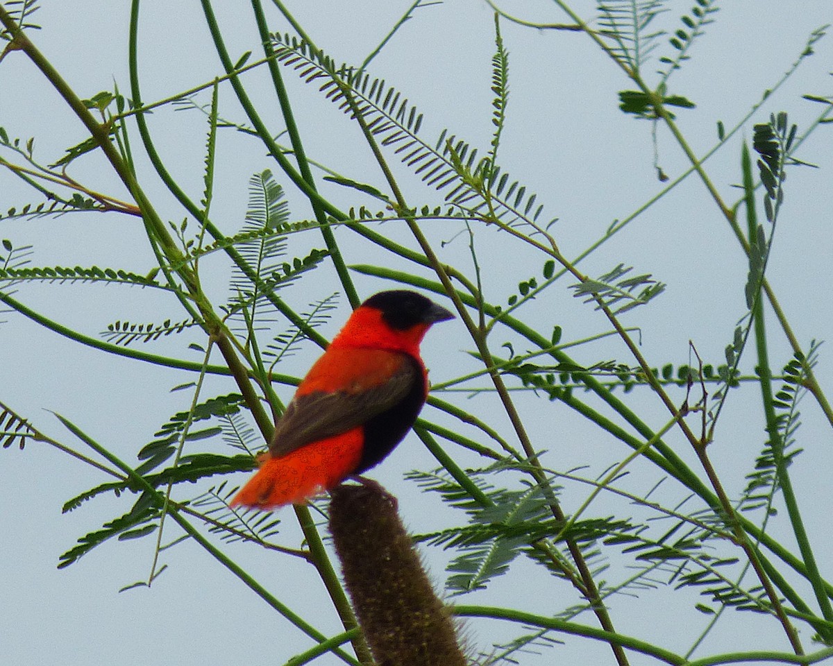 Northern Red Bishop - ML647890710