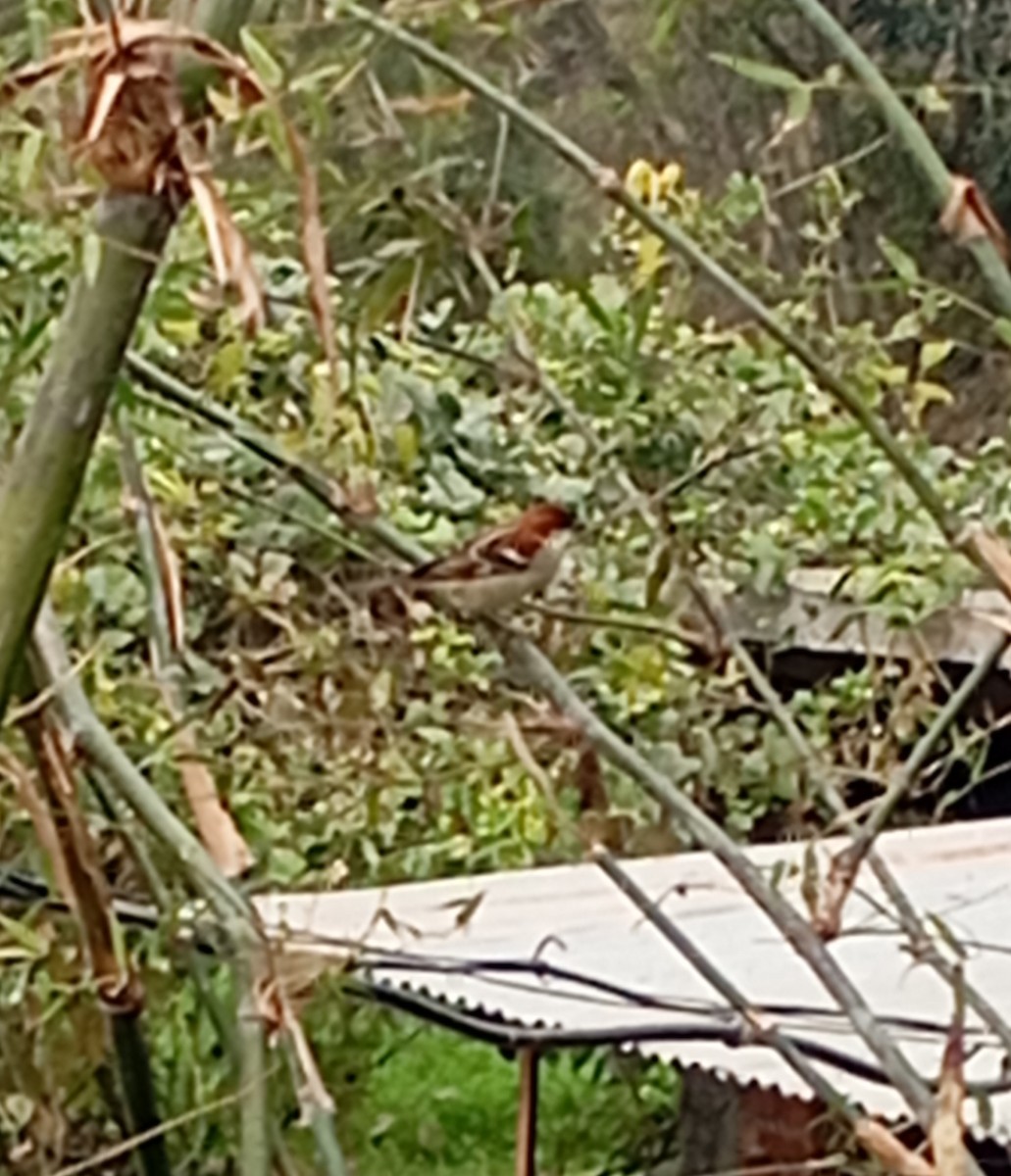 Russet Sparrow - ML647890711