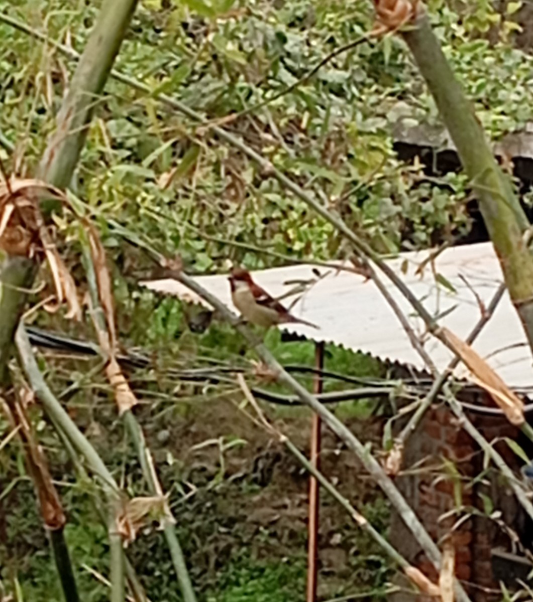 Russet Sparrow - ML647890713