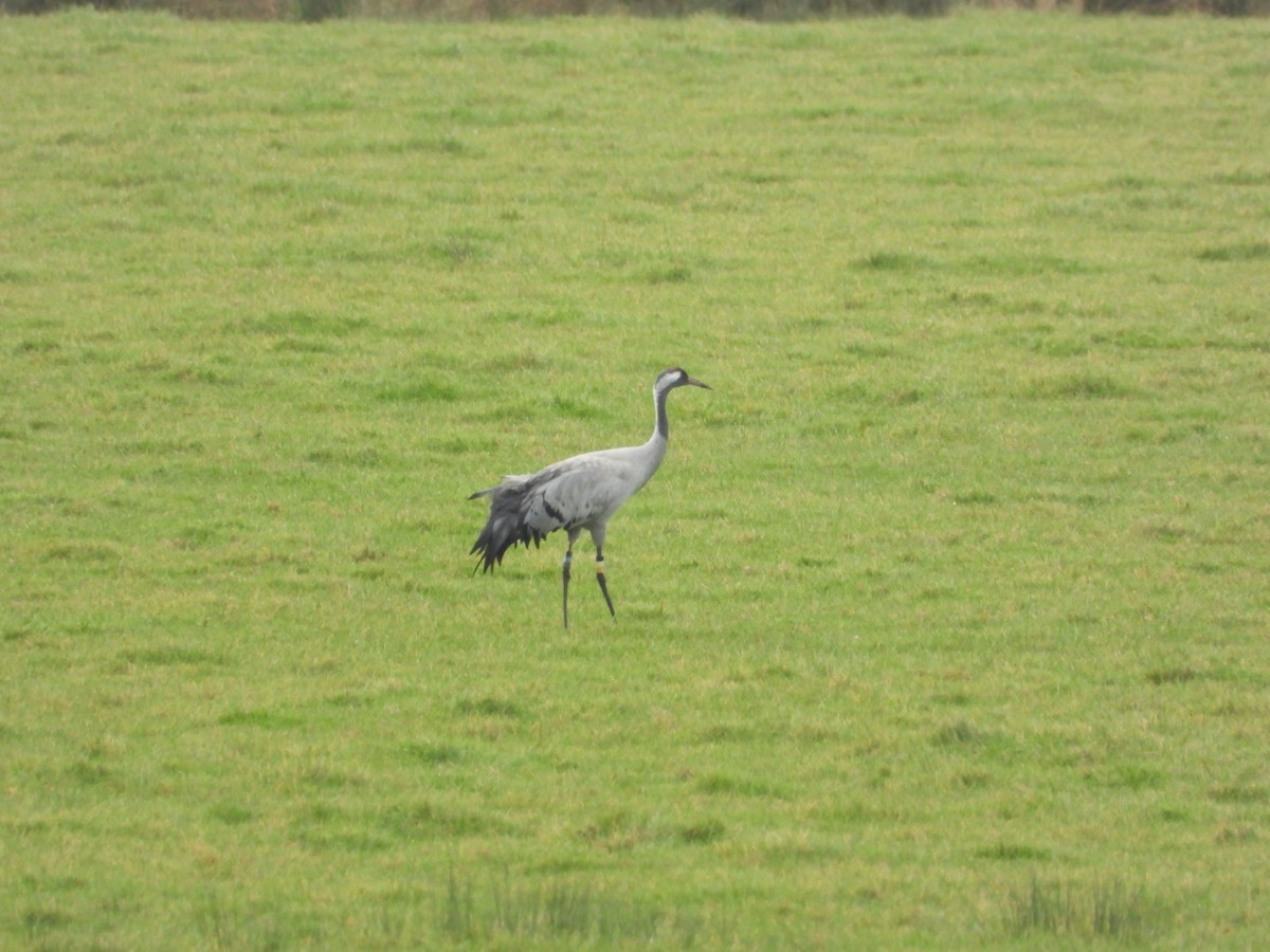 Common Crane - ML647890714