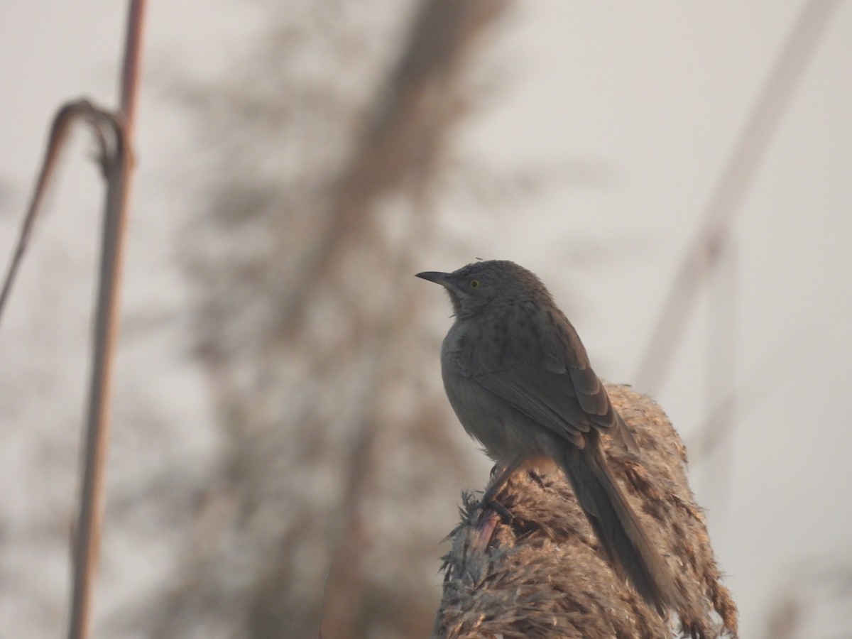 Striated Babbler - ML647890715