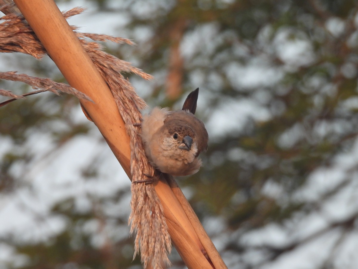 Indian Silverbill - ML647890717