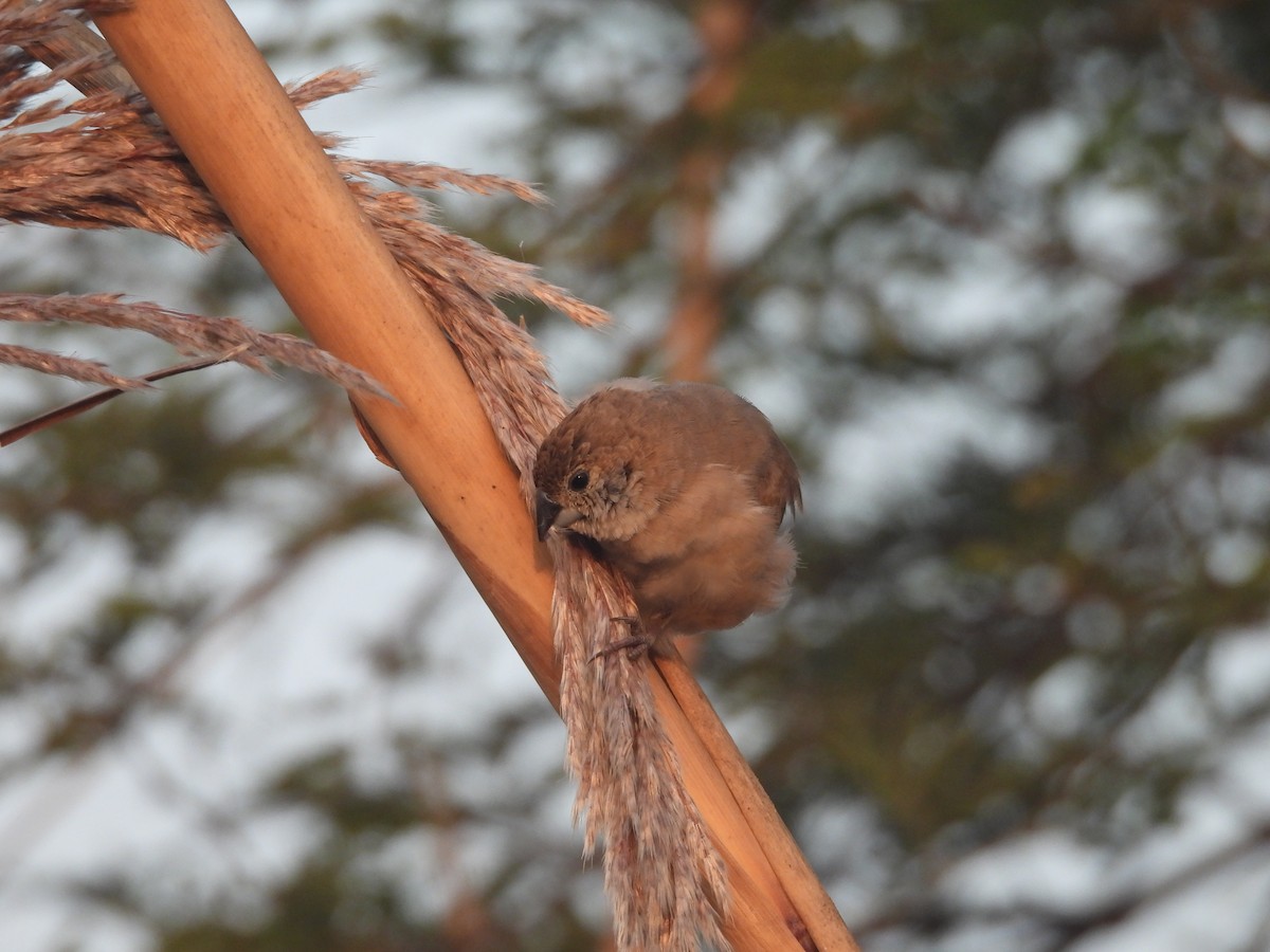 Indian Silverbill - ML647890718