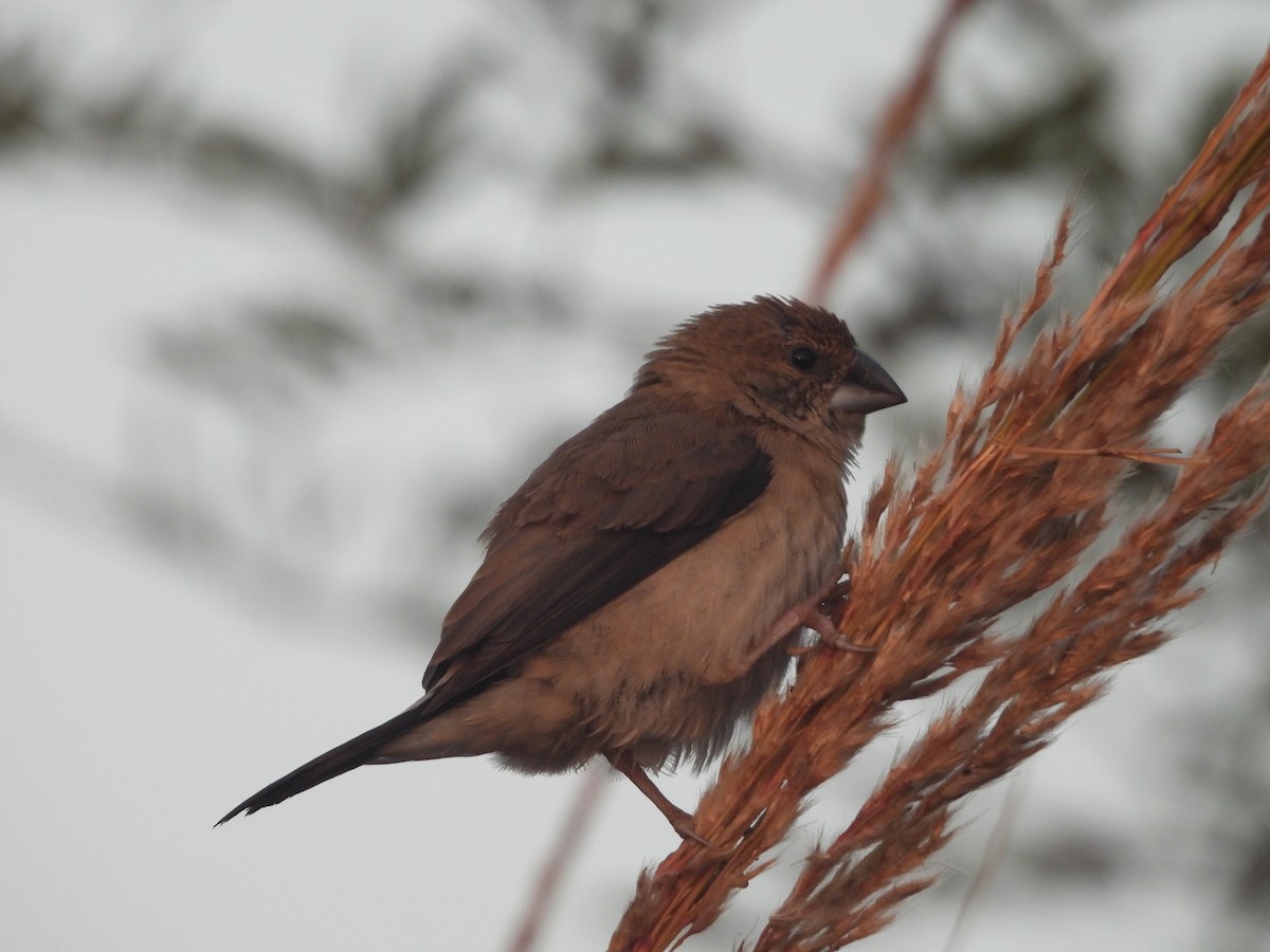 Indian Silverbill - ML647890719