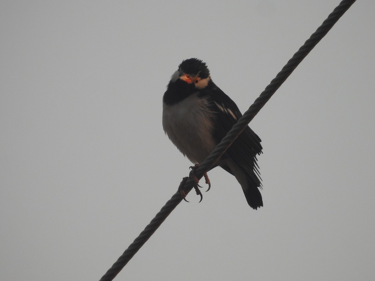 Indian Pied Starling - ML647890720