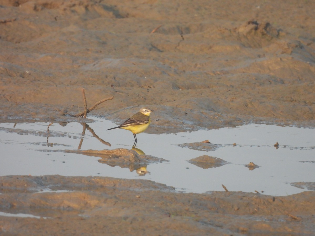Western Yellow Wagtail - ML647890721