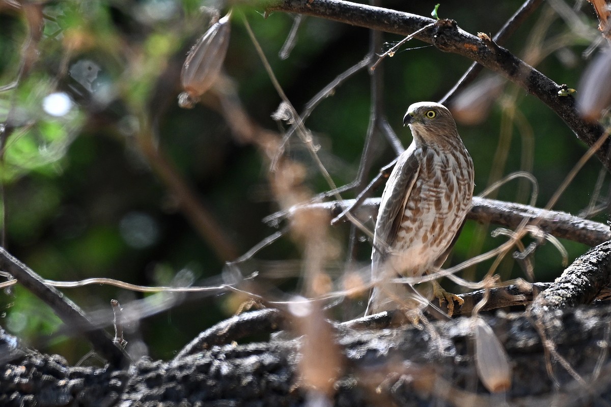 Shikra - ML647890722