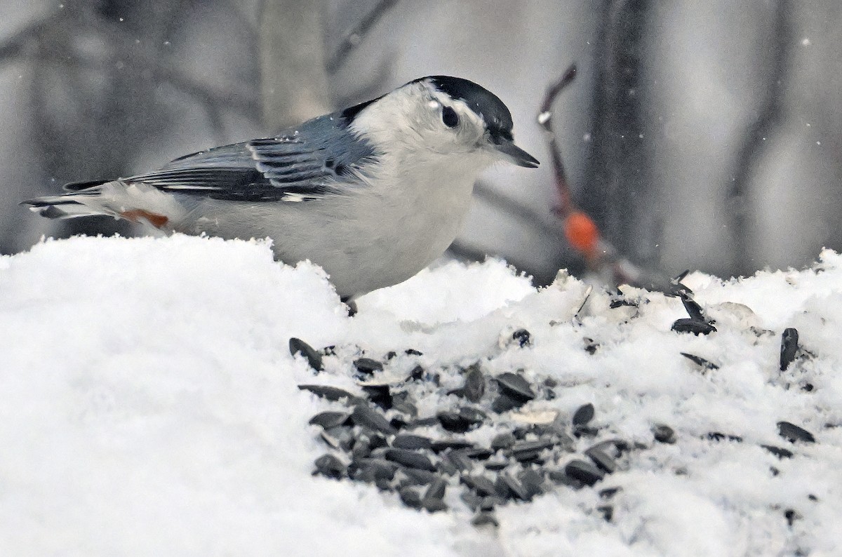 White-breasted Nuthatch - ML647890725