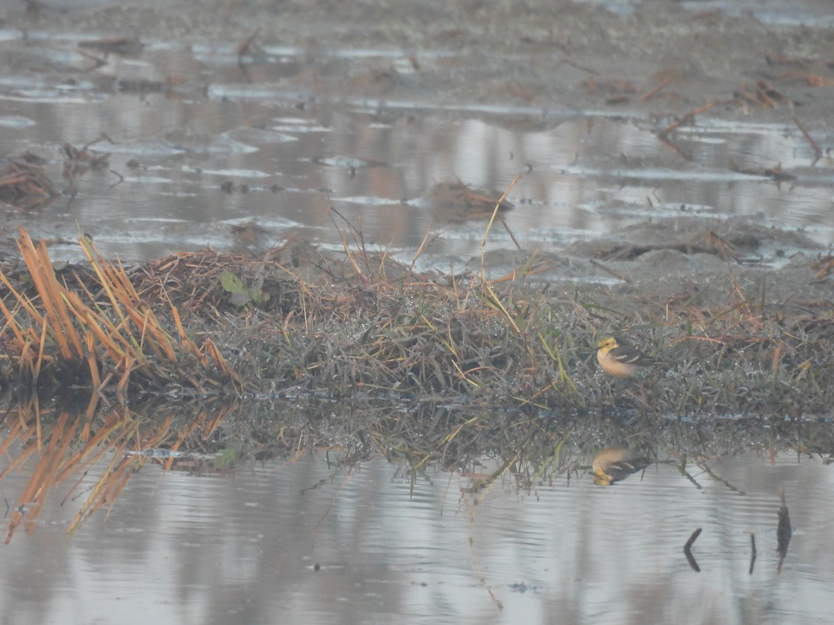 Citrine Wagtail - ML647890727