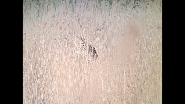 Eurasian Bittern - ML647890743