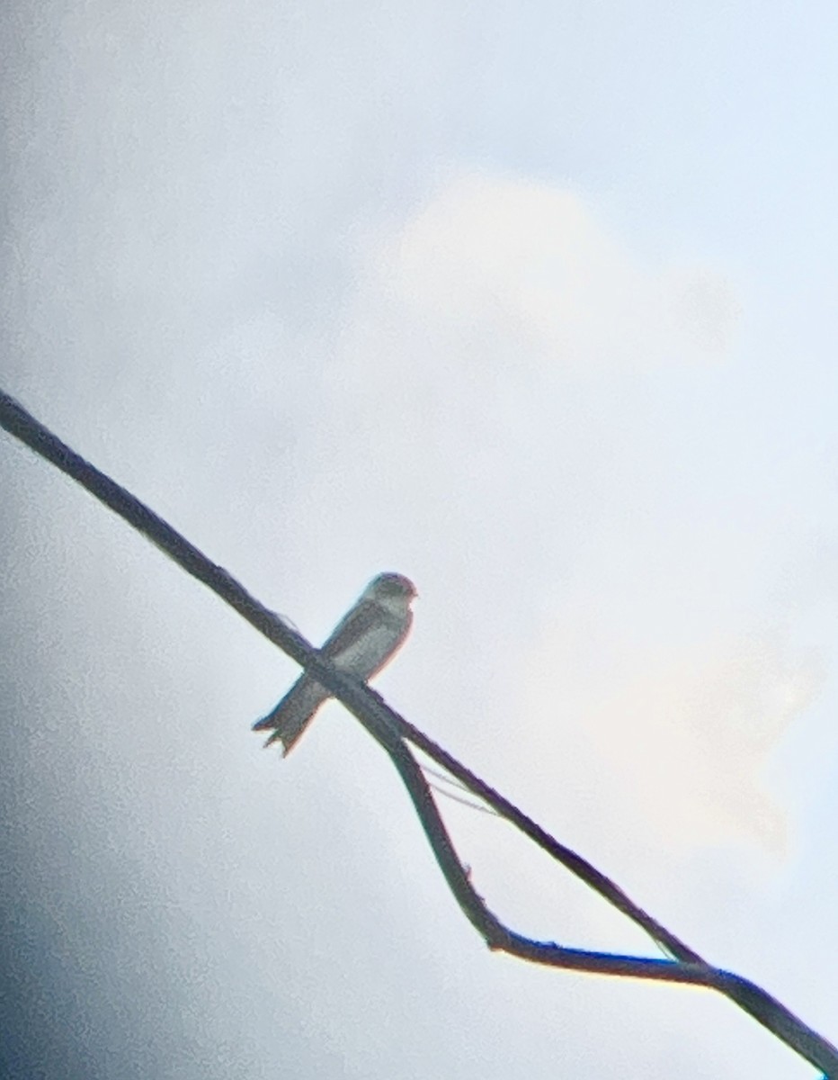 灰沙燕 - ML647890750