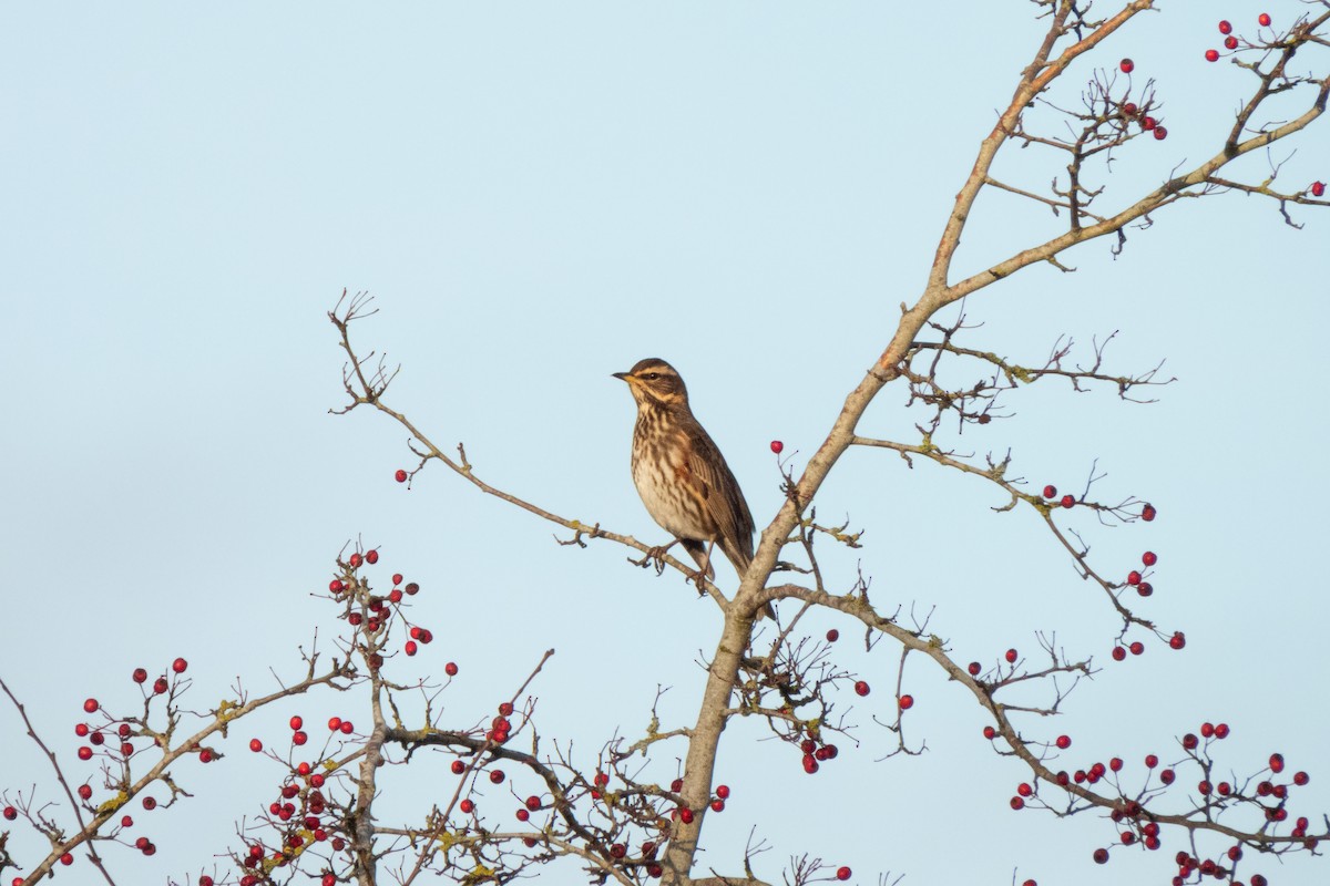 Rotdrossel - ML647890760