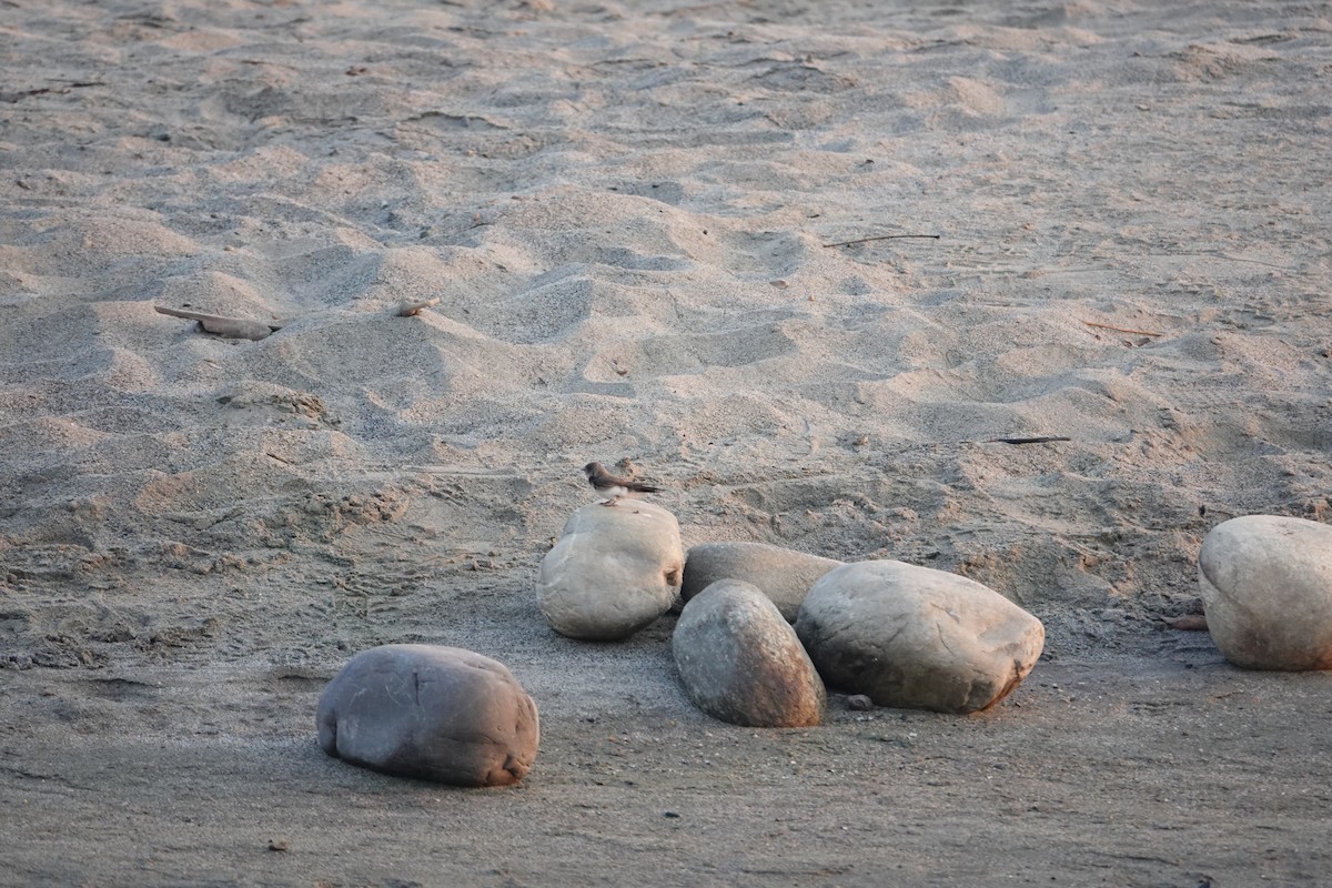 灰沙燕 - ML647890788