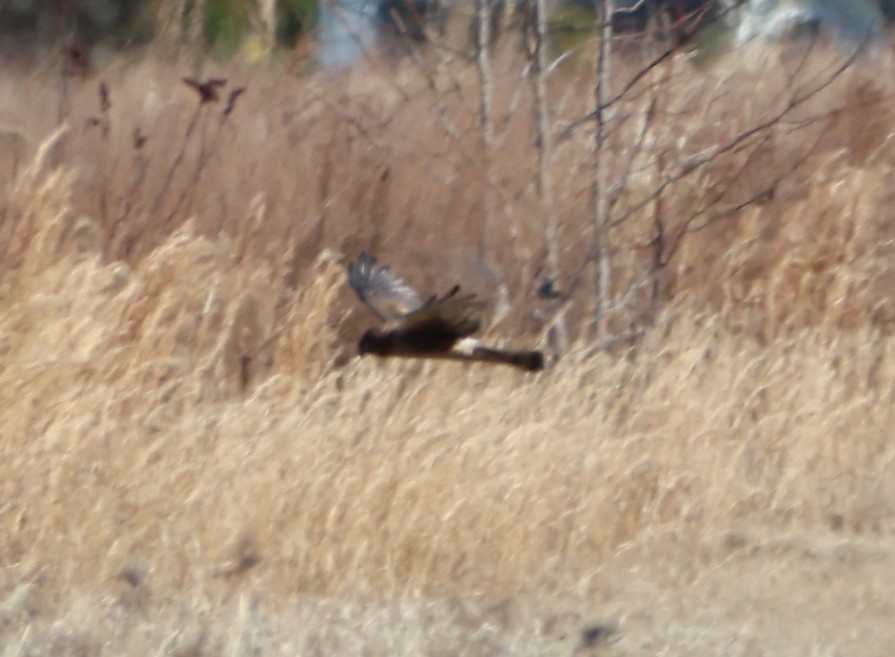 Northern Harrier - ML647890800