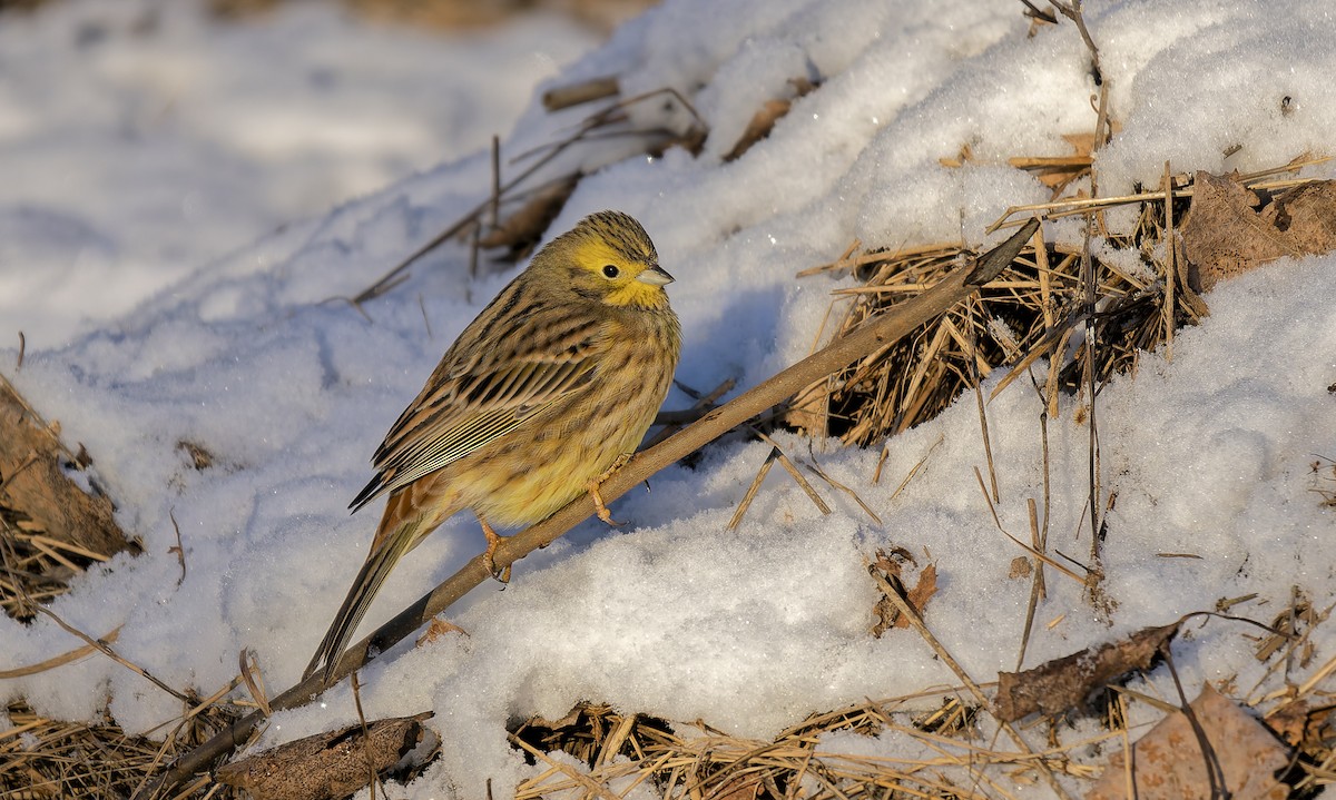 Yellowhammer - ML647890842